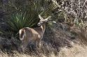 105 Chiricahua National Monument